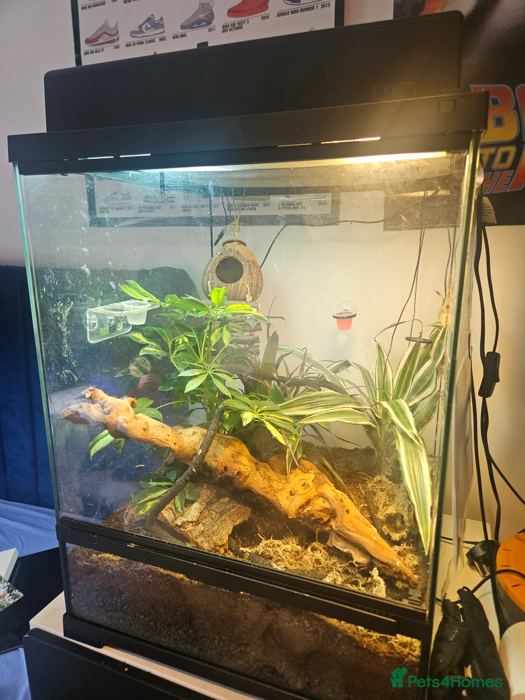 Gecko reptiles for sale: 2 Lilly White Crestes and full set up - Advert 2