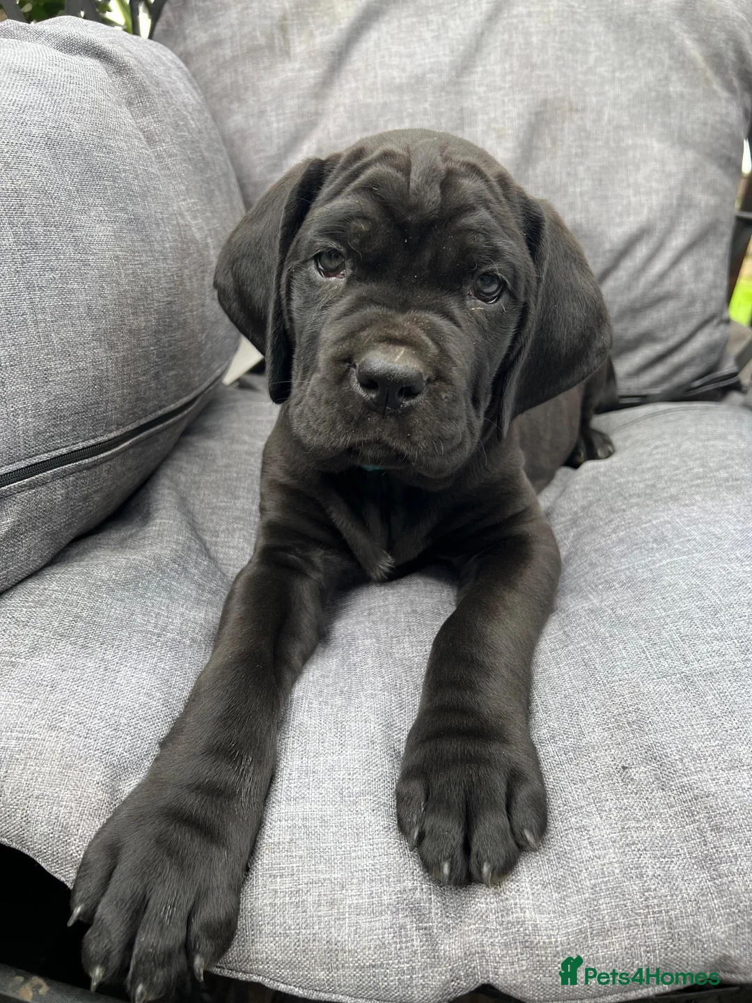 Cane Corso dogs for sale: Cane Corso Puppies in Leicester - Advert 2