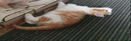 Mixed Breed cats for sale: Kitten Klub - Advert 2