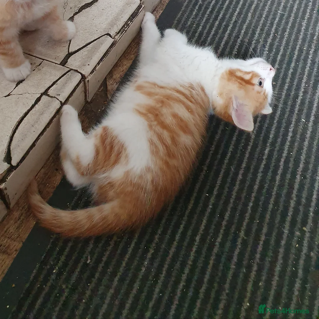 Mixed Breed cats for sale: Kitten Klub - Advert 2
