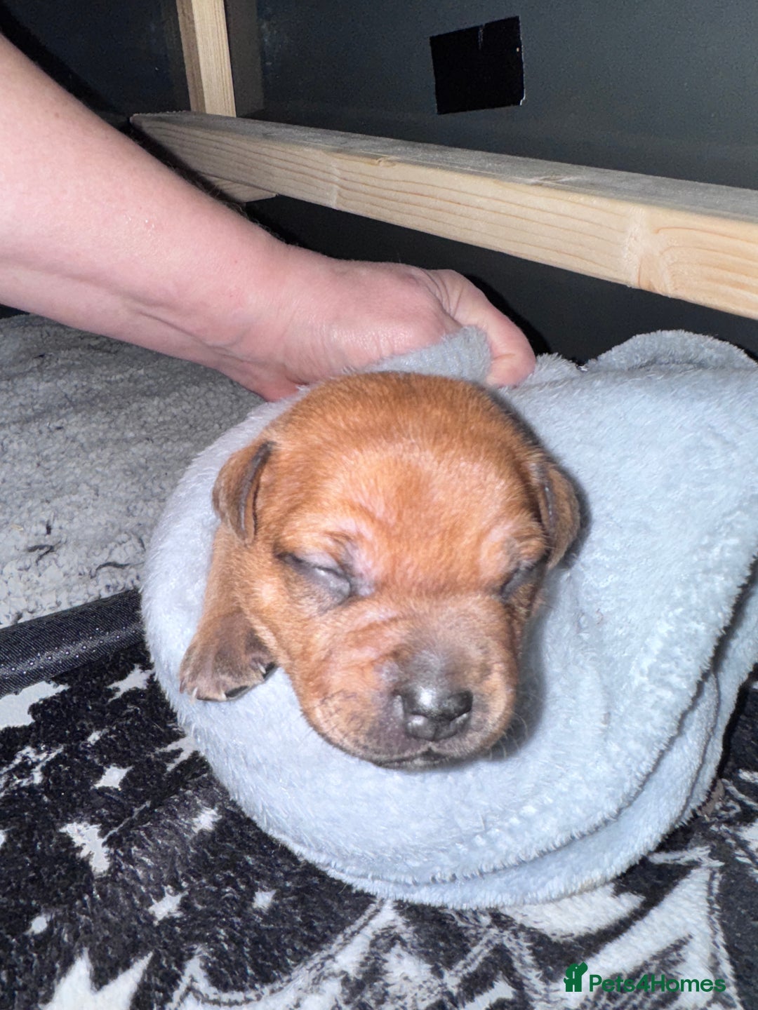 Staffordshire Bull Terrier dogs for sale: Beautiful litter of red staffy pups - Advert 5