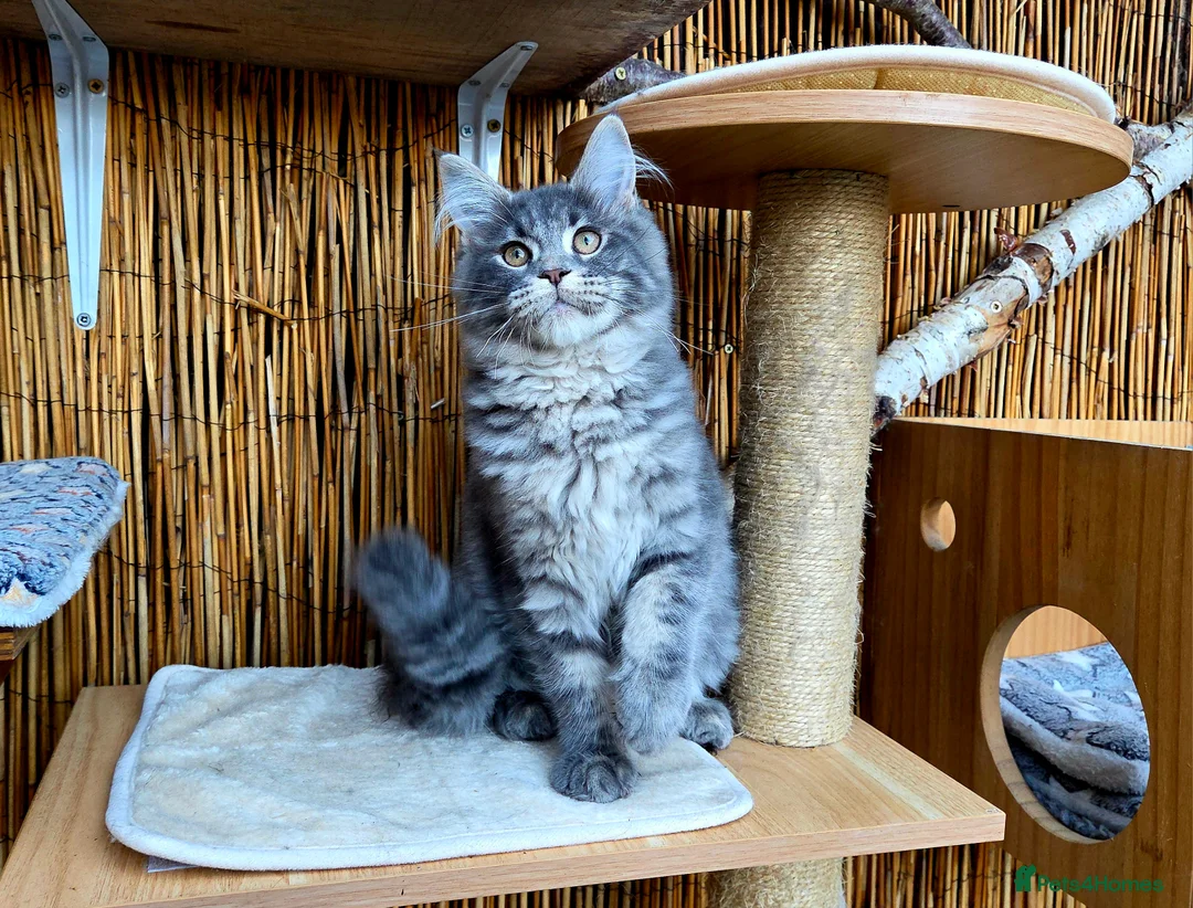 Maine Coon cats for sale: 2 Stunning GCCF Kittens Available.  - Advert 9