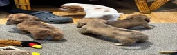 Miniature Dachshund dogs for sale: Cream dapple boy and shaded red girl - Advert 13