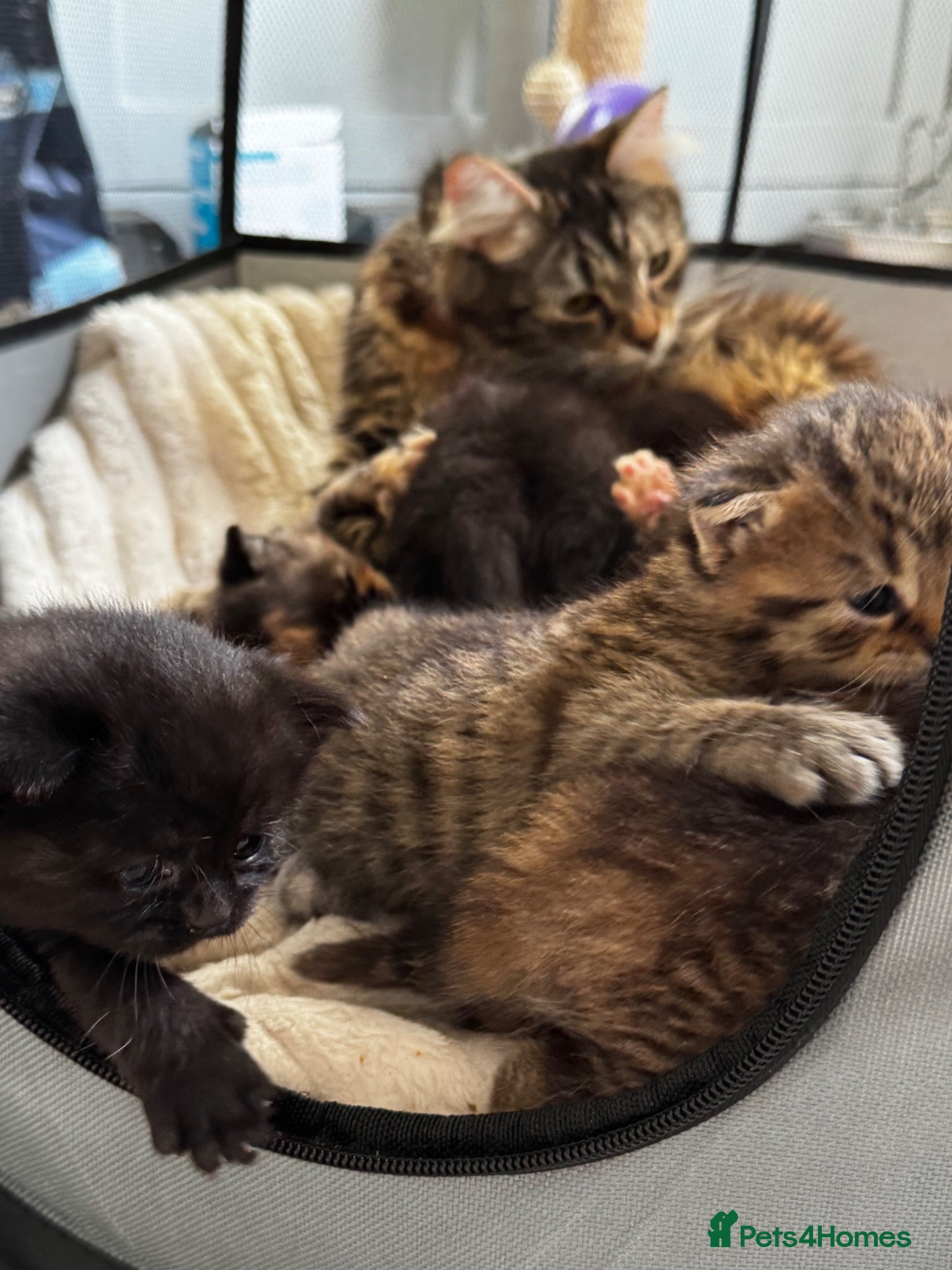 British Shorthair cats Beautiful kittens   - Advert 2