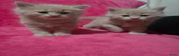 Mixed Breed cats for sale: Dad full maine coons and mum mixed ragdoll - Advert 1