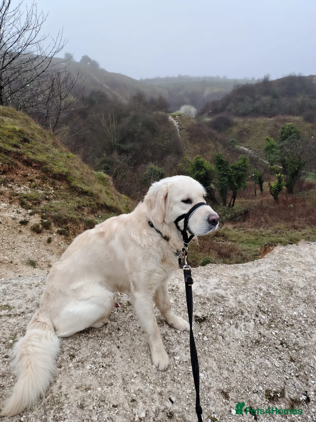 Golden Retriever dogs for stud: Barney - English cream golden retriever for stud - Advert 12
