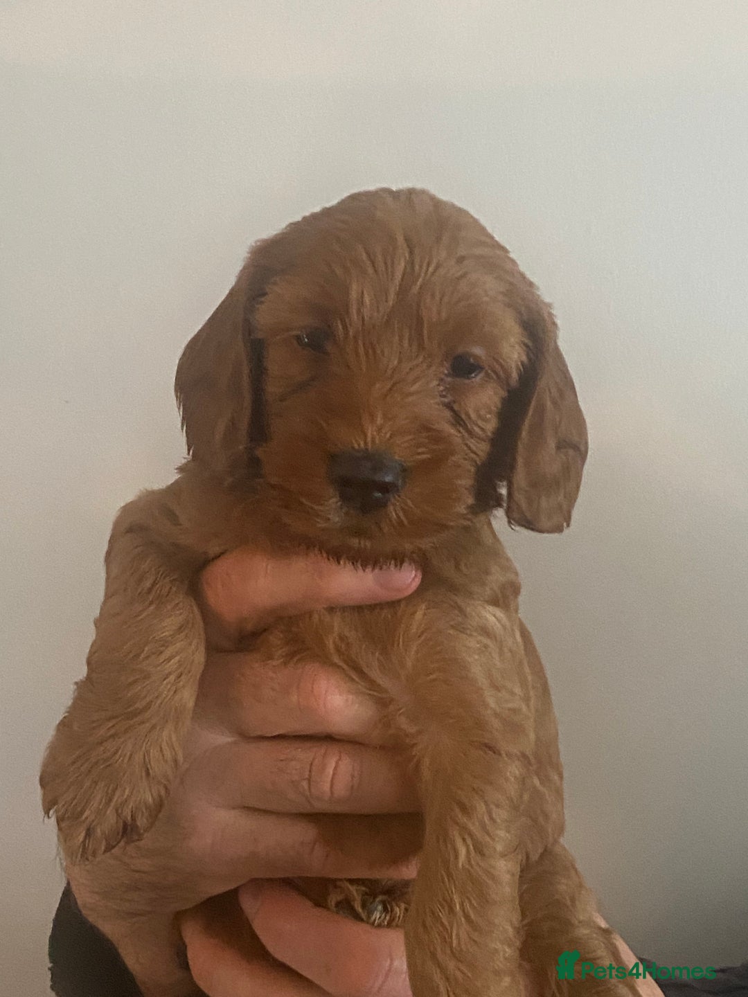 Cockapoo dogs for sale: Cockapoo pups for sale  - Advert 5