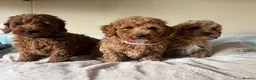 Cavapoochon dogs for sale: Cavapoochon puppies  - Advert 11