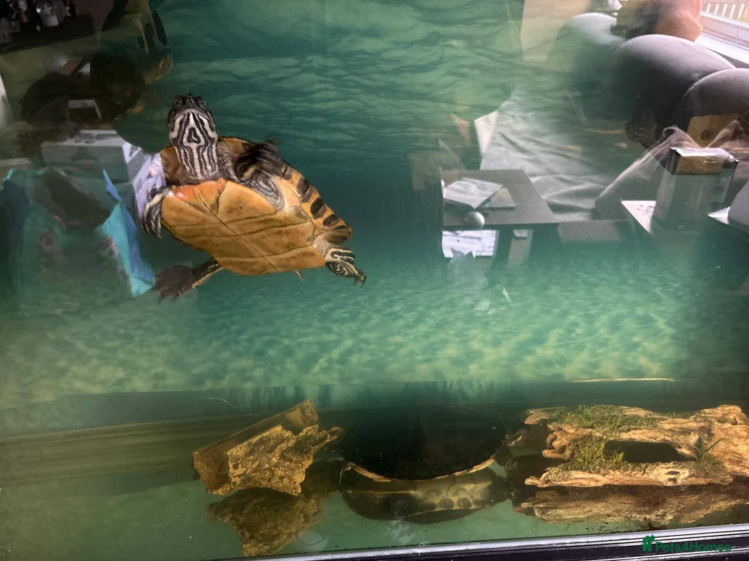 Turtle reptiles for sale: Turtles and tank included - Advert 6
