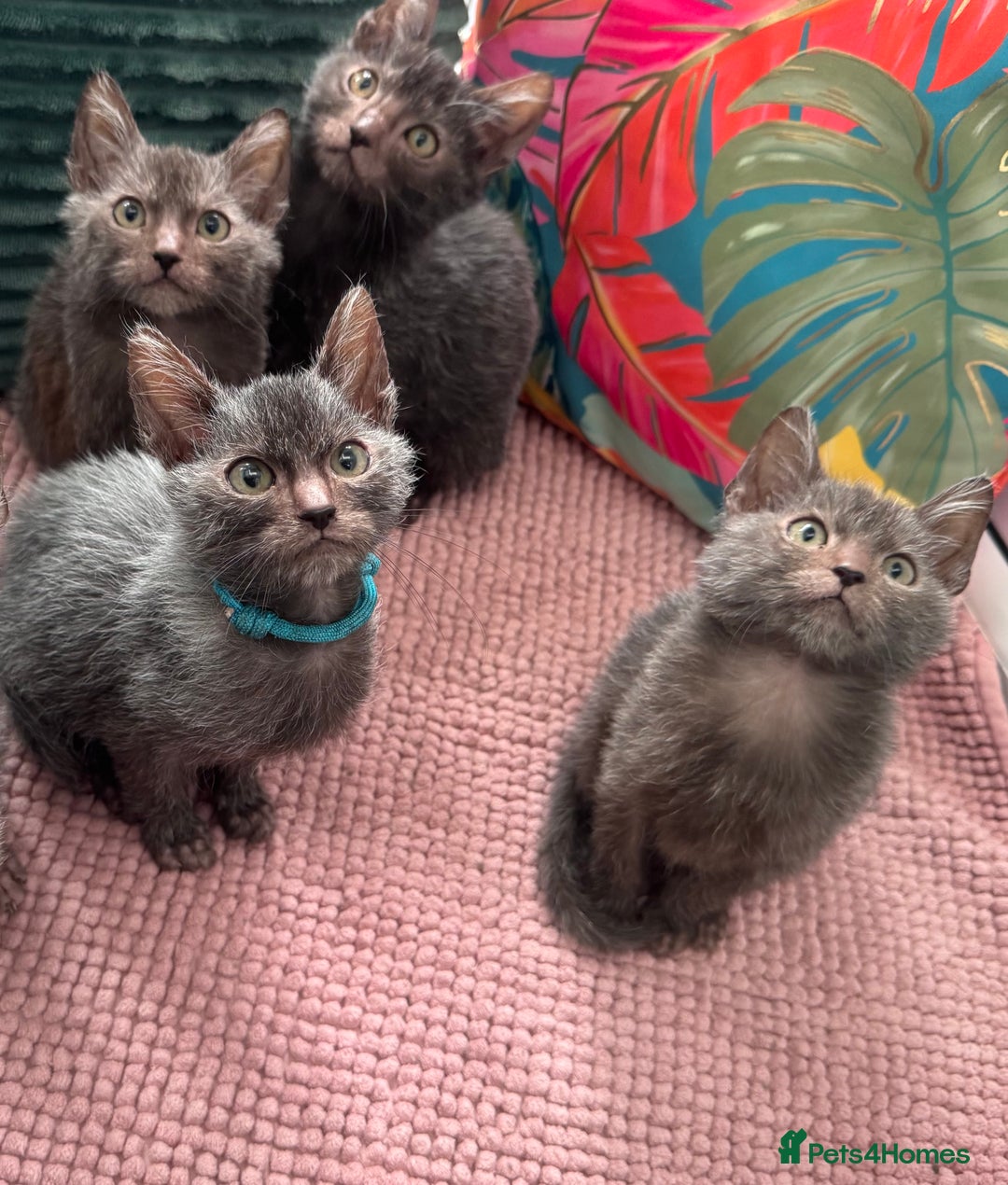 Lykoi cats for sale: Unique and adorable Lykoi kittens - Image 6