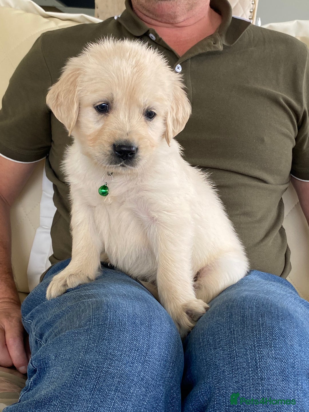 Golden Retriever dogs for sale: Fabulous golden retriever puppies  - Image 14