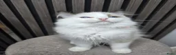 Ragdoll cats for sale: TICA Registered Pedigree Ragdoll Kittens - Advert 19