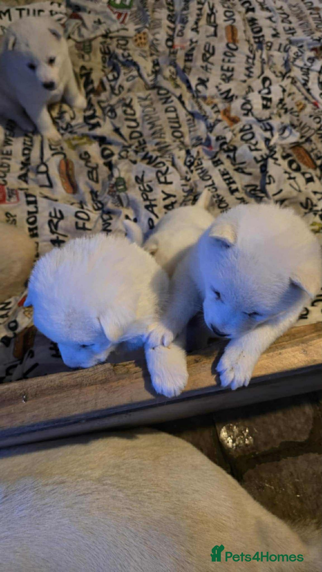 Huskita dogs for sale: 4 beautiful female akita X husky - Advert 8