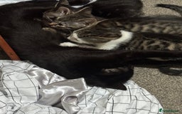 American Shorthair cats for sale: 3 male kittens for free - Image 1
