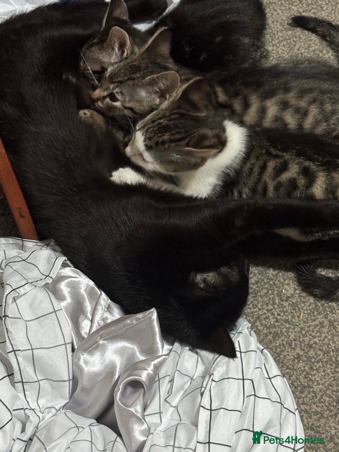 American Shorthair cats for sale: 3 male kittens for free - Image 1