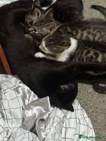 American Shorthair cats - Advert 1