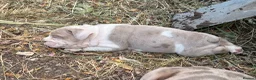 English Bulldog dogs for sale: Rare mini english bulldogs  - Advert 30