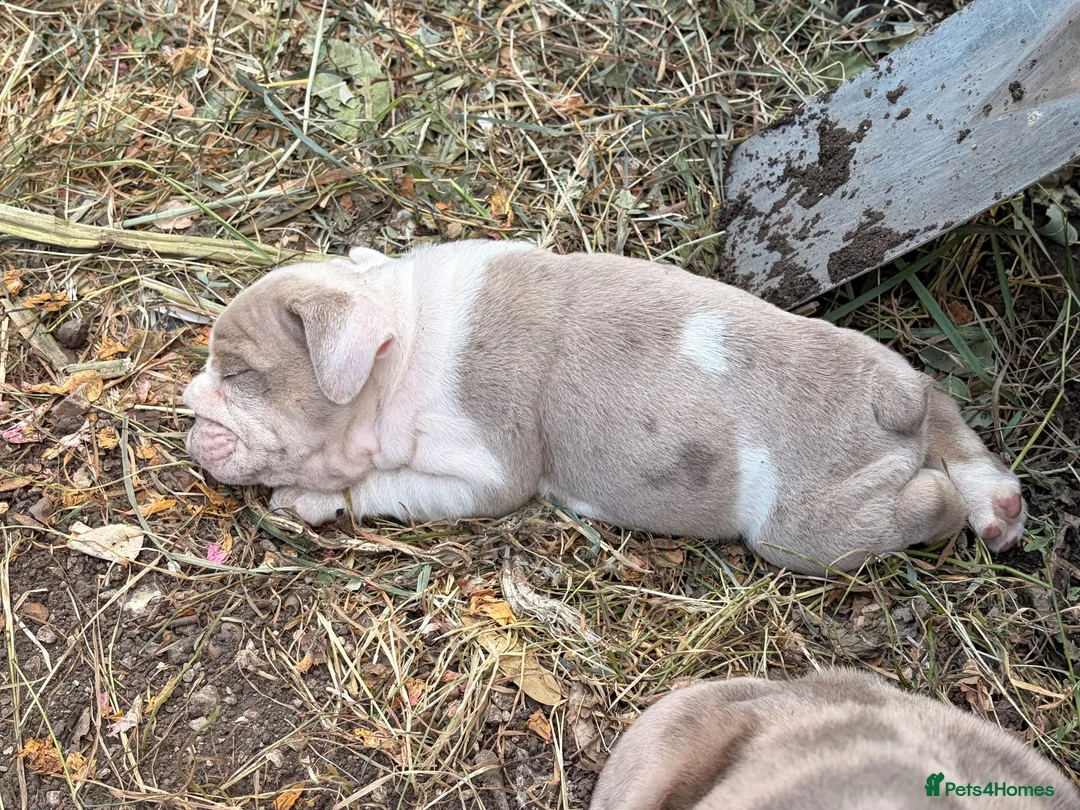 English Bulldog dogs for sale: Rare mini english bulldogs  - Advert 16