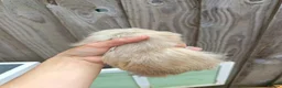 Guinea Pig rodents for sale: 2 female babies and adult male  - Advert 4