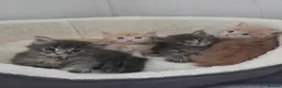 Maine Coon cats for sale: Beautiful little of Maine Coon kittens  - Advert 6