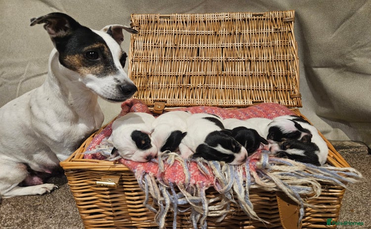 Jack Russell dogs - Advert 1