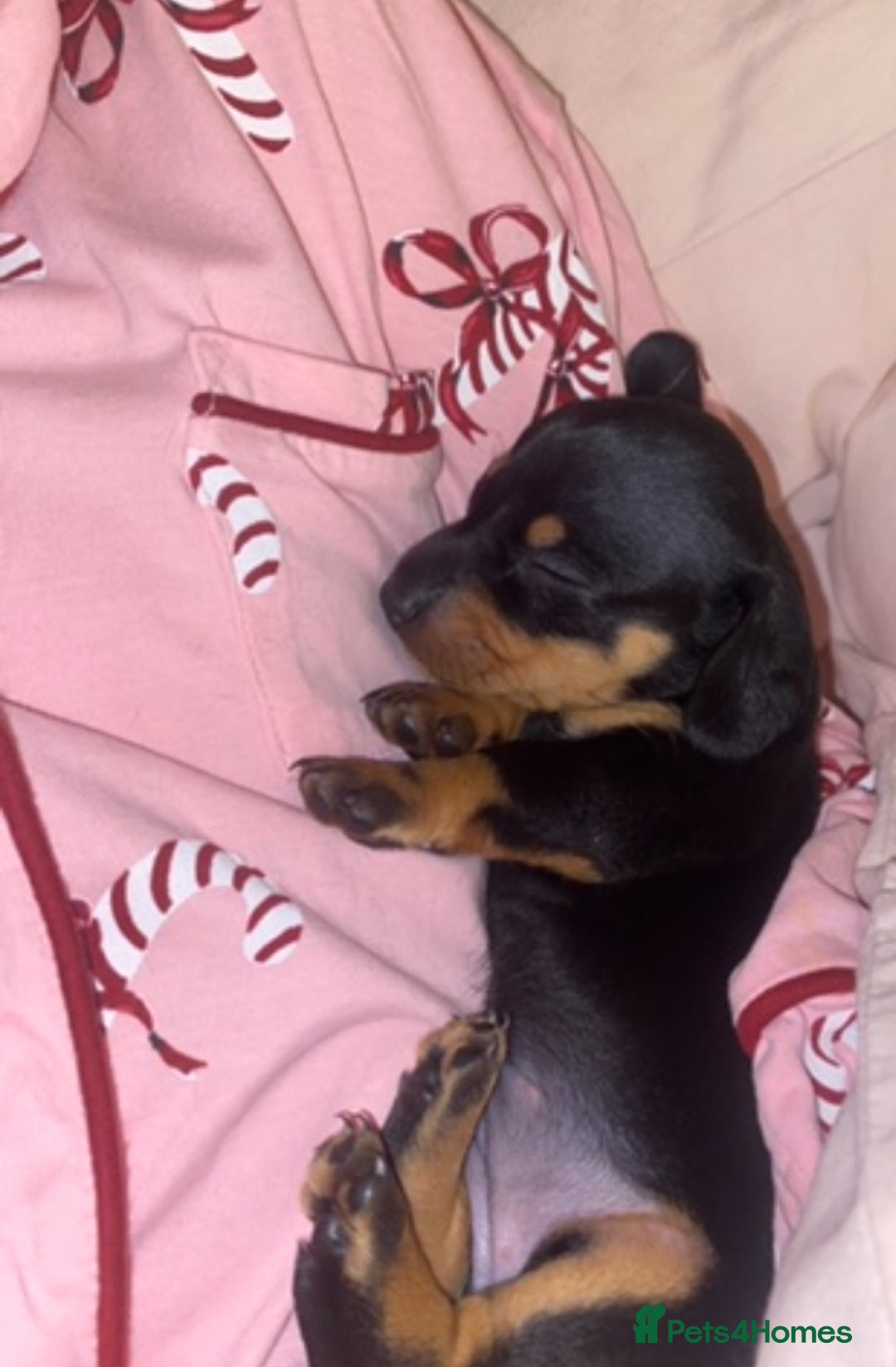 Dachshund dogs for sale: 4 Dachshund puppies for sale  - Advert 8