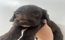 Cockapoo dogs for sale: Stunning F2 miniature cockapoo puppies  - Image 3