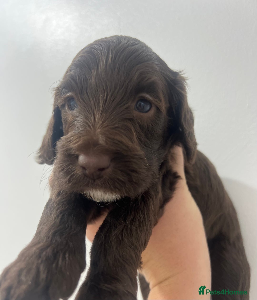 Cockapoo dogs for sale: Stunning F2 miniature cockapoo puppies  - Image 3