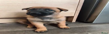 Belgian Shepherd Dog 1