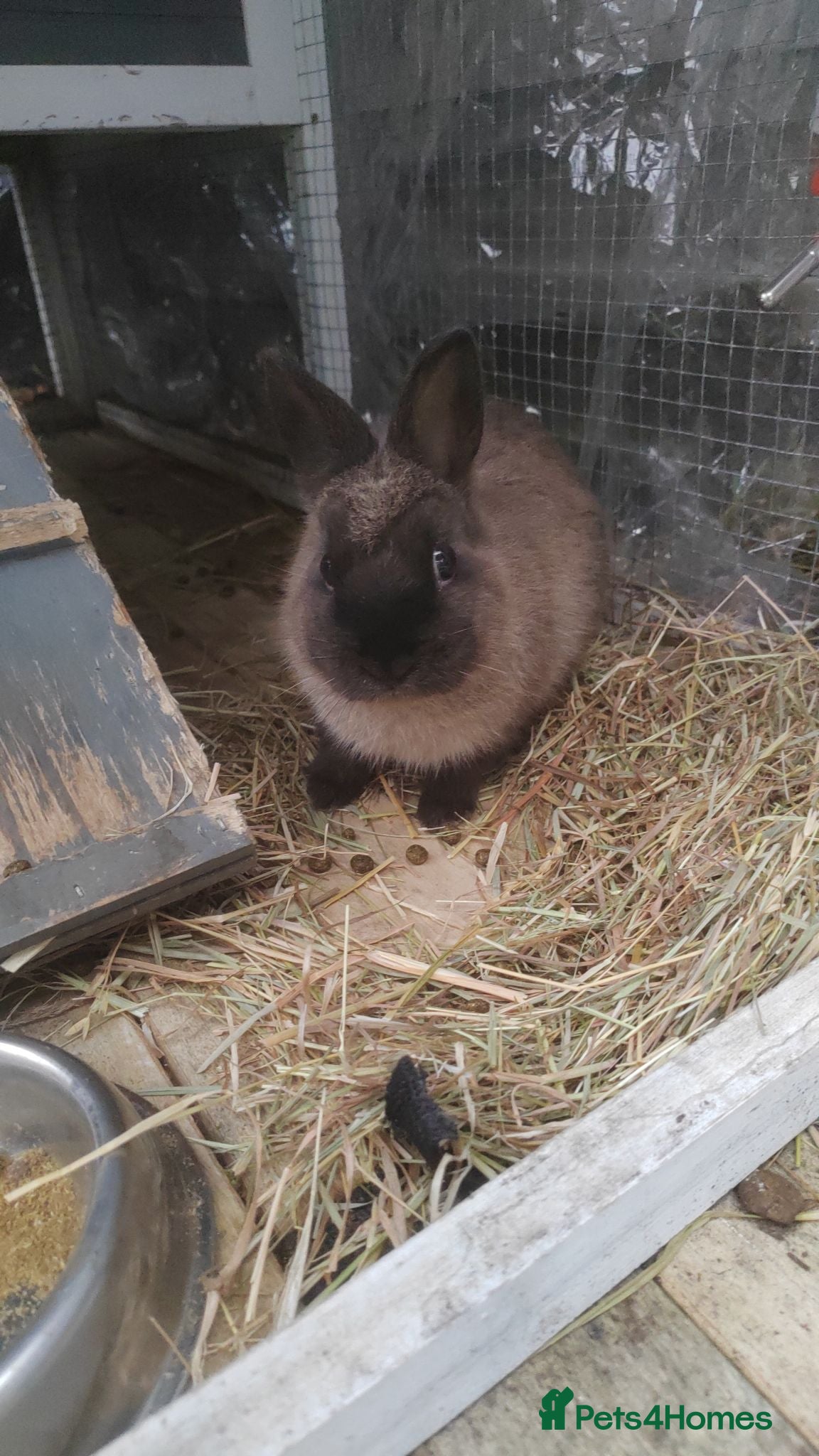 Netherland Dwarf rabbits Netherland dwarf  - Advert 10
