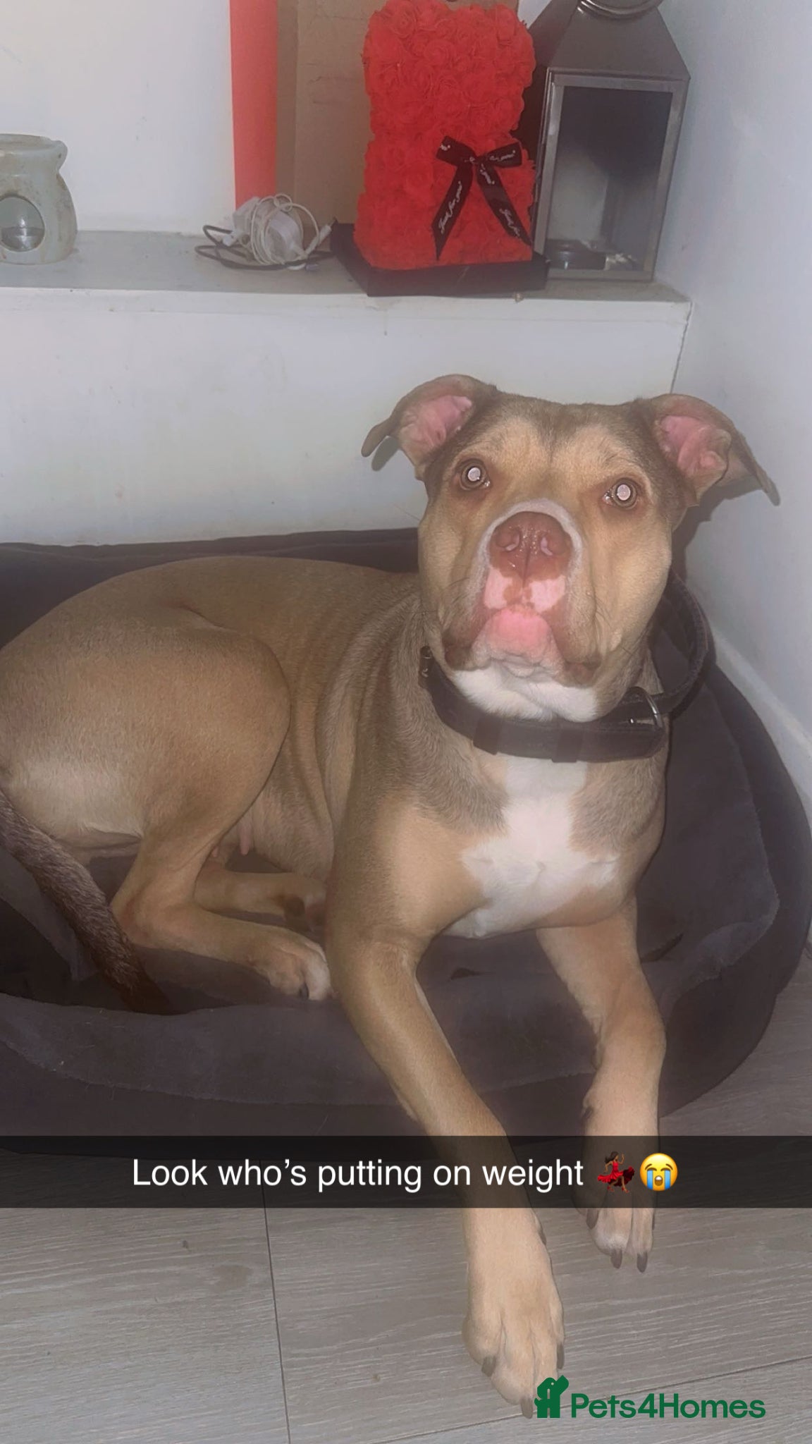 Mixed Breed dogs for sale: Milly/Millions - Advert 6