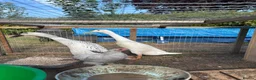 Ducks poultry for sale: Two Indian runner duck females - Advert 7