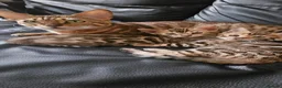 Bengal cats for sale: Bengal - Advert 3