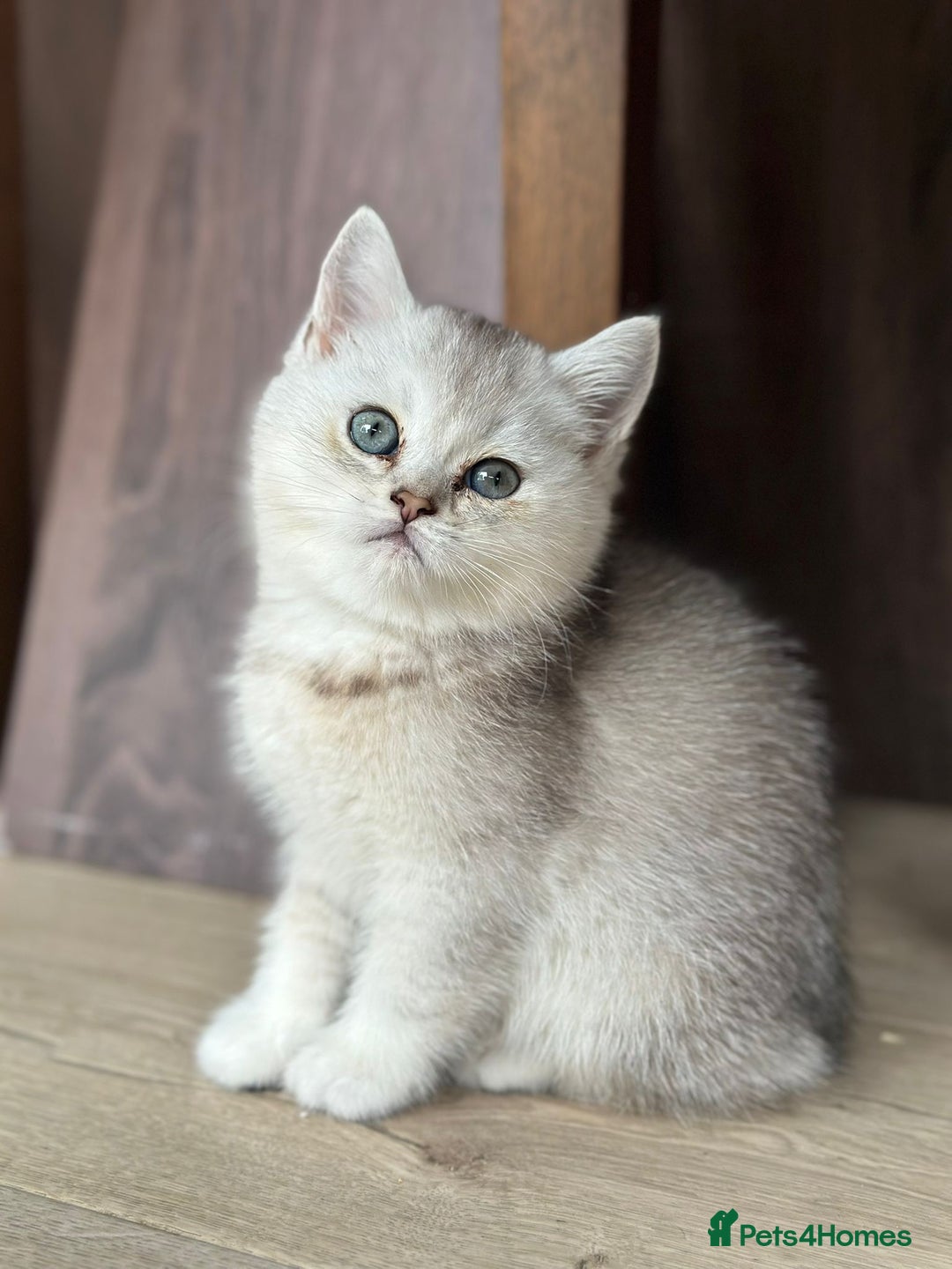 British Shorthair cats for sale: British shorthair silver chinchilla  - Image 9