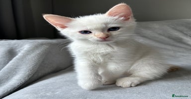 Ragdoll cats - Advert 6