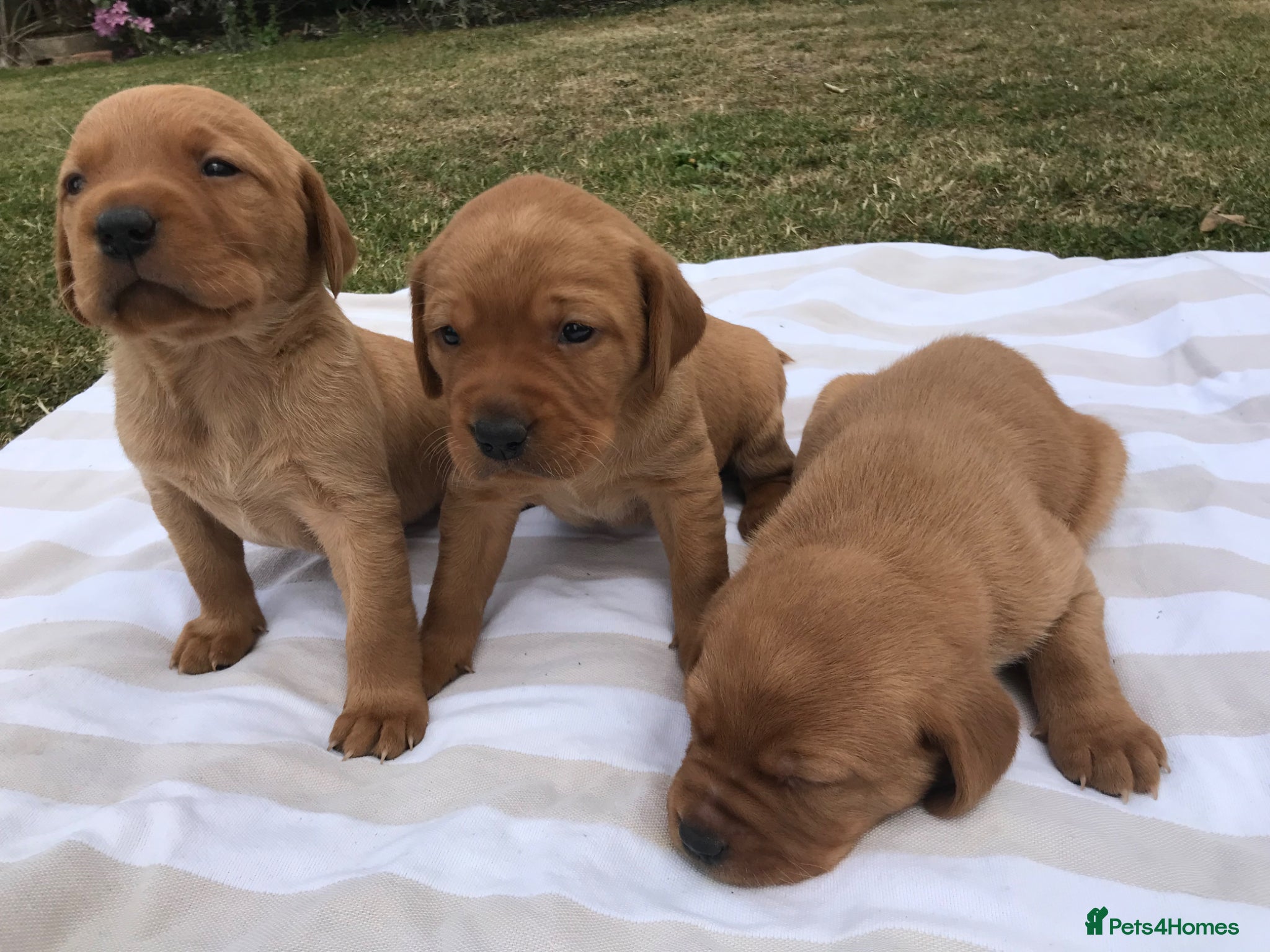 Labrador Retriever dogs Fox Red Labrador Puppies FOR SALE - Advert 3