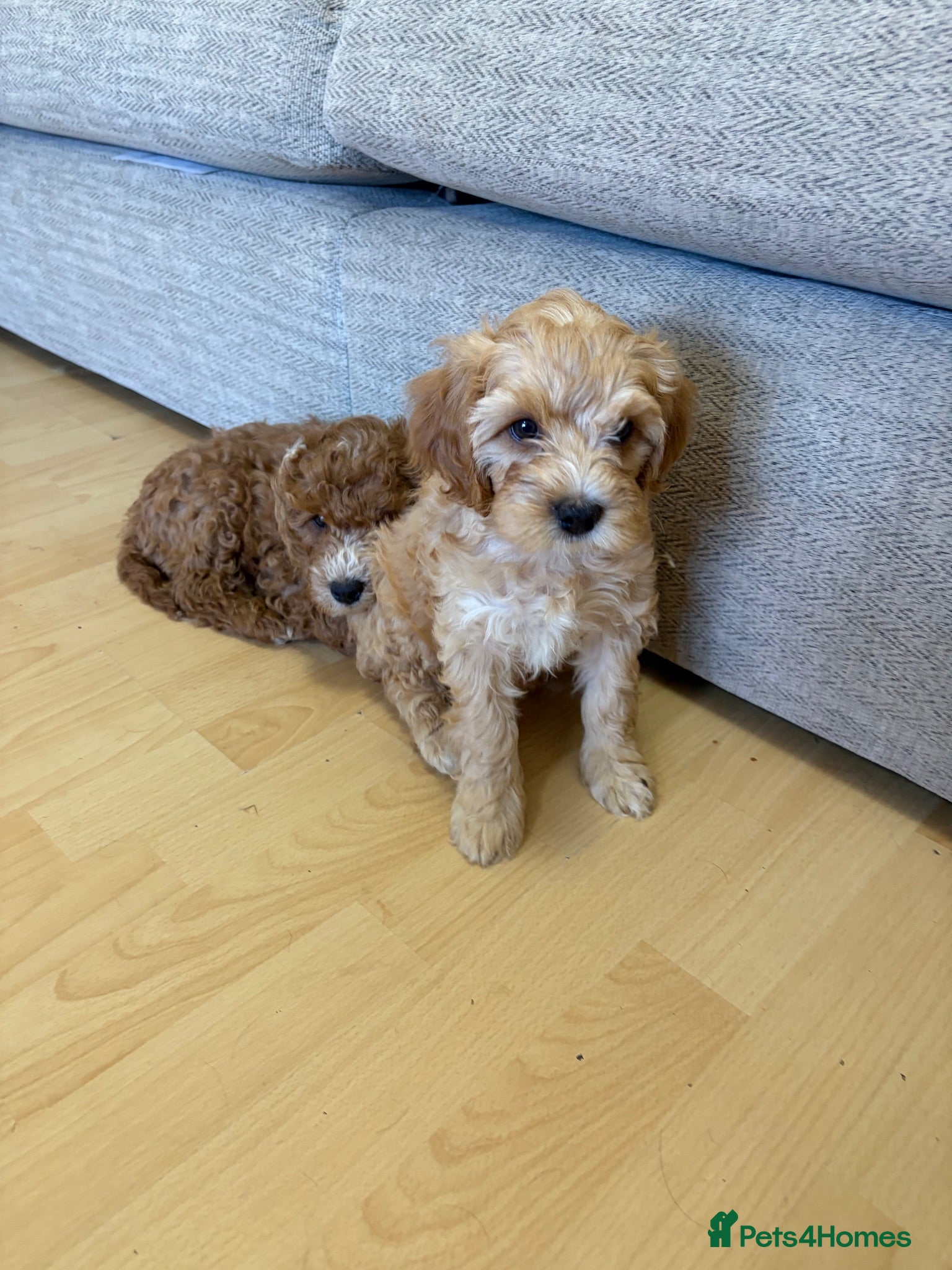 Cavapoo dogs F1B Cavapoo puppies READY NOW! - Advert 2