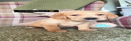 Cockerdor dogs for sale: GORGEOUS COCKERDOR PUPPIES💛🖤 - Advert 28