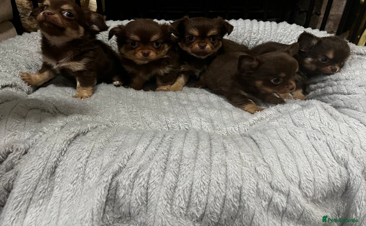 Chihuahua dogs - Advert 1