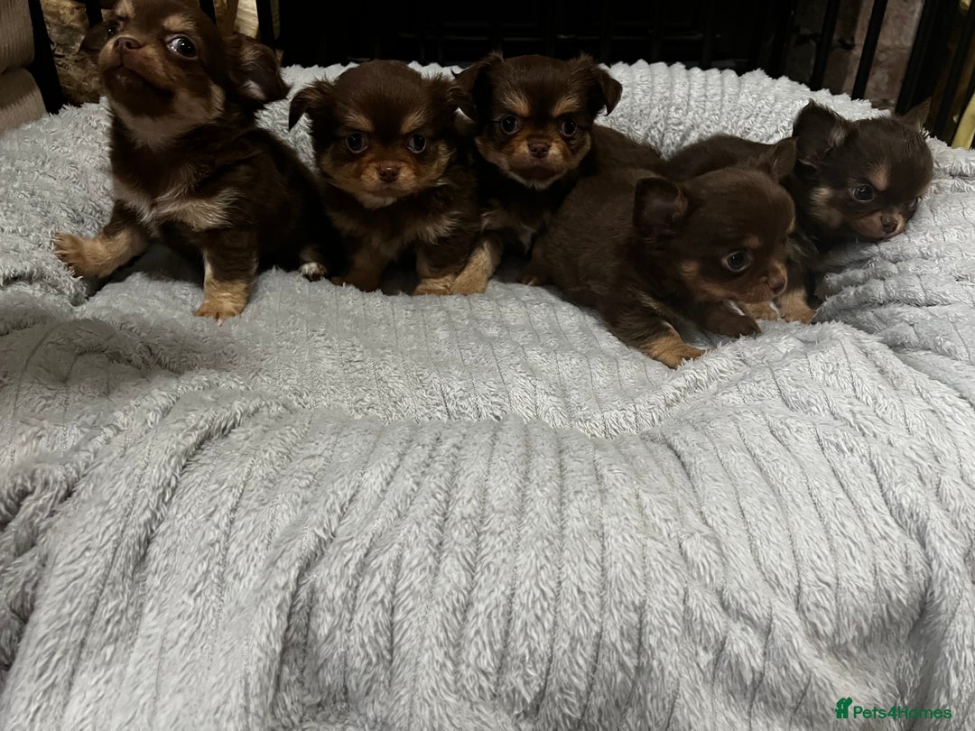 Chihuahua dogs for sale: ** Absolutely stunning small Chihuahuas ** - Image 1