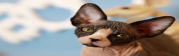 Sphynx cats for sale: Bloodline Sphynx Kittens  - Advert 3
