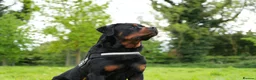 Rottweiler dogs for stud: PICASSO VOM WIESENTAL — Premium Rottweiler - Advert 7