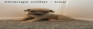 Orange collar - boy