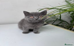 British Shorthair cats for sale: beautiful BSH girl (one girl left)  - Image 12
