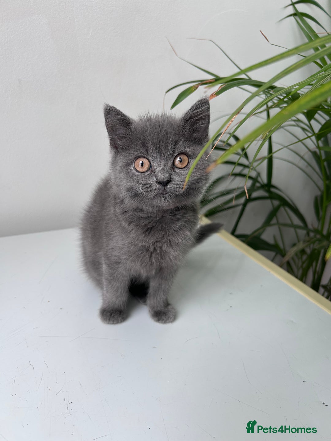 British Shorthair cats for sale: beautiful BSH girl (one girl left)  - Image 12