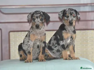 Dobermann dogs Unique hybrid dobermann pups - Advert 4