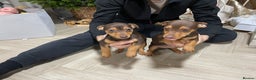 Jack Russell dogs for sale: Beautiful chocolate Jack Russell female puppies  - Advert 3