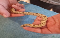 Snake reptiles for sale: CB 2025 Western Hognose snakes - Image 8