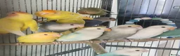 Lovebirds birds for sale: Baby peach face lovebirds - Advert 4