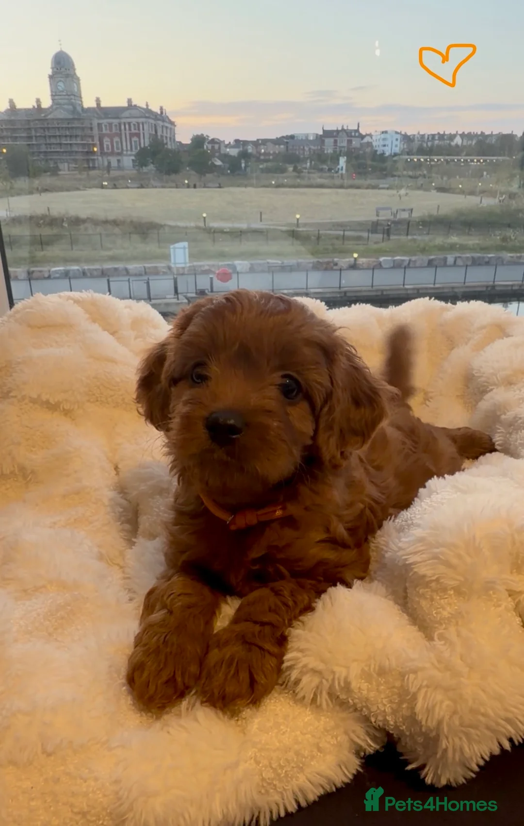 Cavapoo dogs for sale: ✨ TINY F1 Cavapoo Babies ✨ - Advert 1